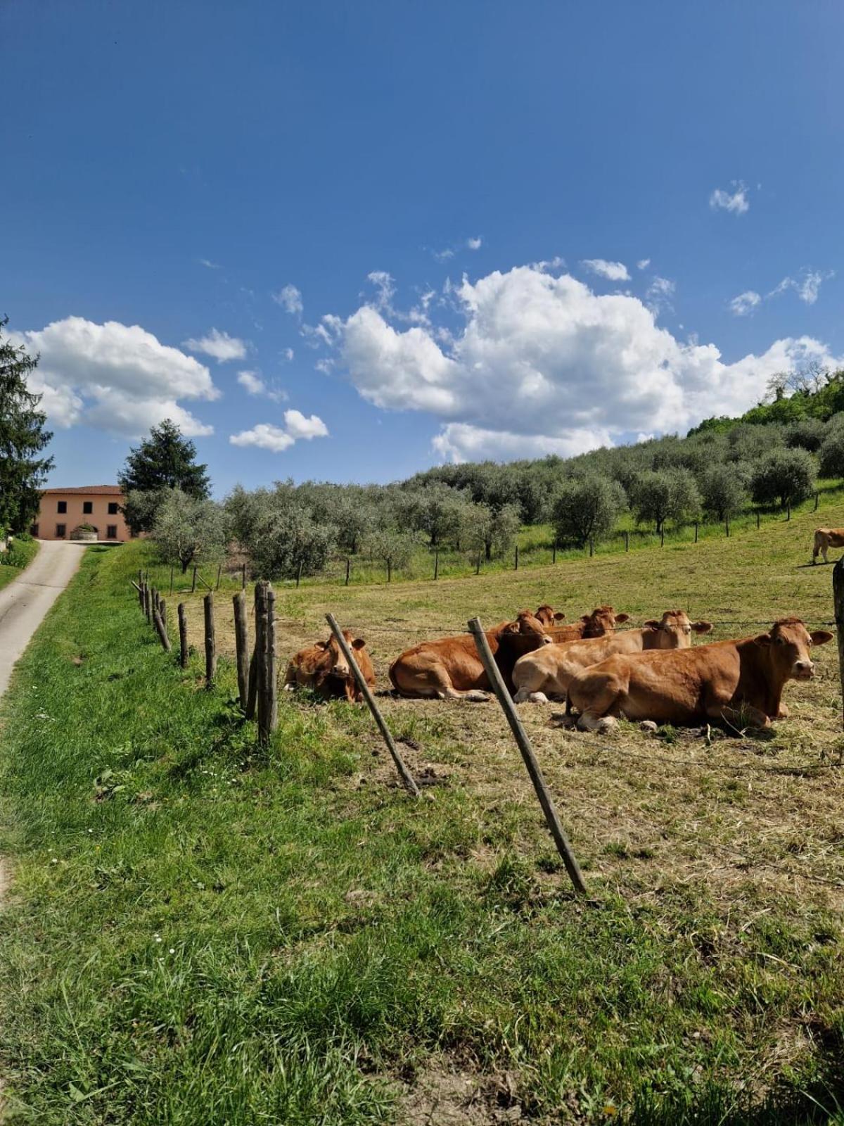 Trebbiolo Villa Dicomano Exterior photo